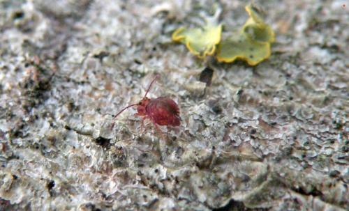 Dicyrtomina ornata